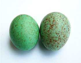 Similar eggs